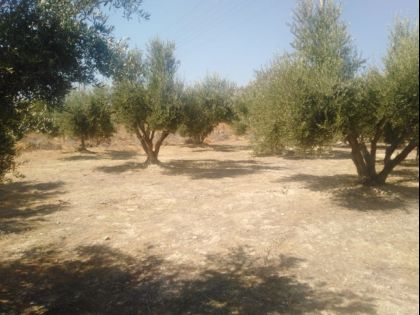 αγγελία