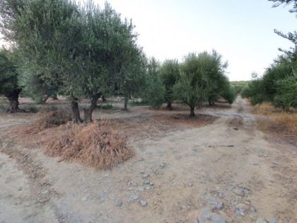 αγγελία