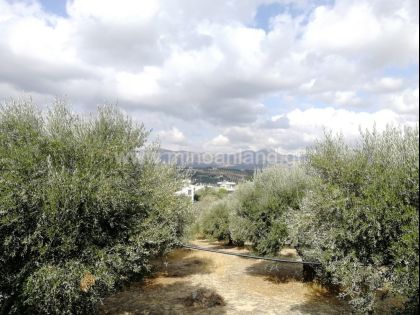 ΓΟΥΡΝΕΣ ΤΕΜΕΝΟΥΣ