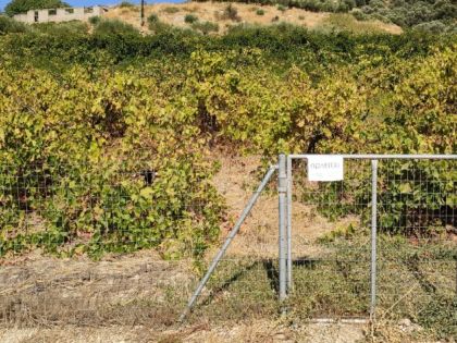 ΤΣΑΓΚΑΡΑΚΗ ΜΕΤΟΧΙ