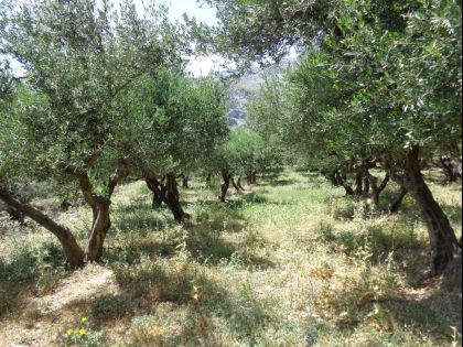 ΒΕΝΕΡΑΤΟ