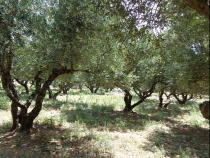 ΚΑΣΤΕΛΛΙ