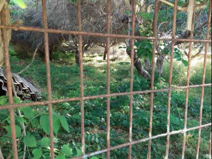 ΚΟΚΚΙΝΗ ΧΑΝΙ