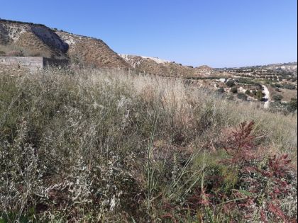 ΦΟΙΝΙΚΙΑ