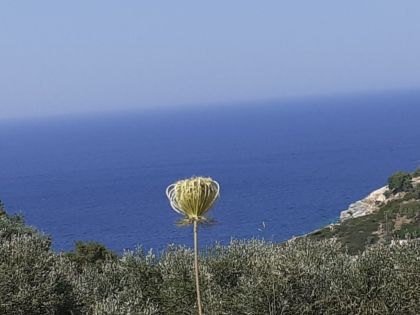 ΛΥΓΑΡΙΑ
