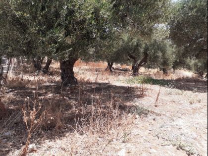 ΚΟΡΩΝΗ ΜΑΓΑΡΑ