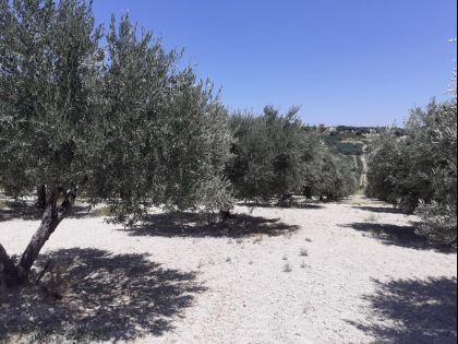 ΜΑΡΑΘΙΤΗΣ
