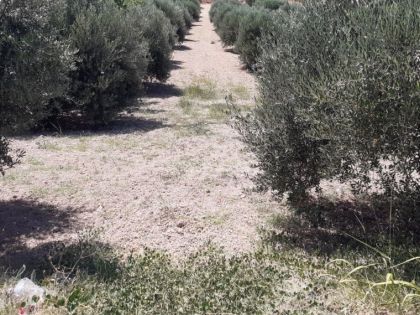 ΜΑΡΑΘΙΤΗΣ