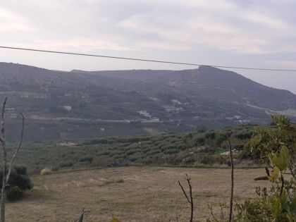 ΕΛΙΑ