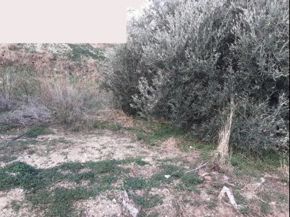 ΠΑΤΕΛΕΣ