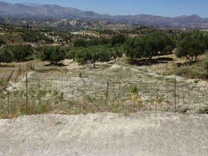 ΒΑΣΙΛΕΙΕΣ ΟΙΚΟΠΕΔΟ