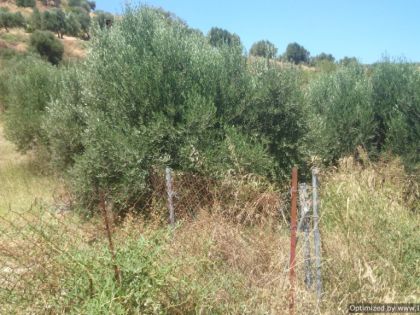 ΓΟΥΡΝΕΣ ΤΕΜΕΝΟΥΣ