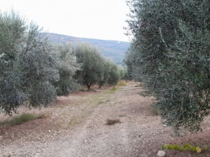 ΑΡΧΑΝΕΣ ΚΑΤΩ 