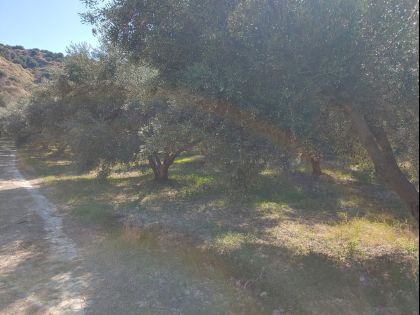 ΜΑΛΑΔΕΣ