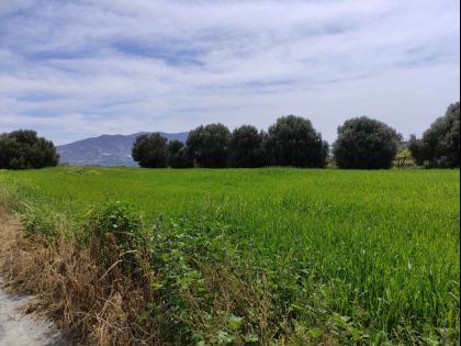ΑΘΑΝΑΤΟΙ