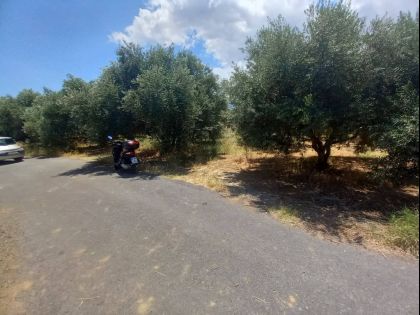 αγγελία