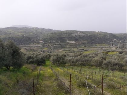 ΔΑΦΝΕΣ