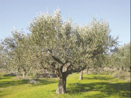 ΡΟΔΙΑ