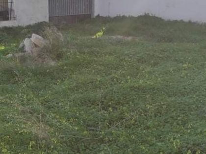 ΠΑΠΑΝΑΣΤΑΣΙΟΥ ΜΕΓΑΛΗ