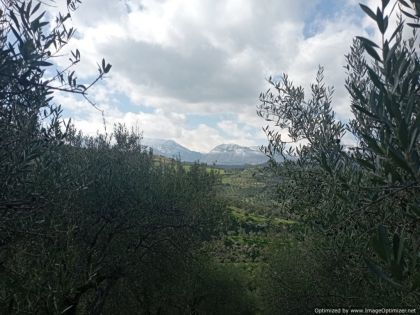 ΔΑΦΝΕΣ