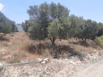 αγγελία
