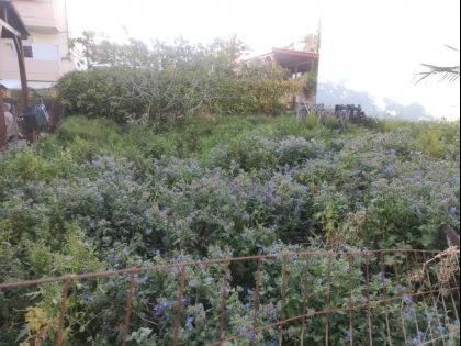 ΚΟΡΩΝΗ ΜΑΓΑΡΑ
