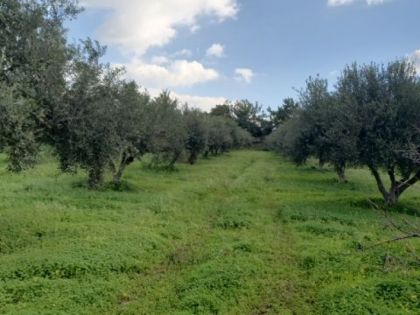 αγγελία