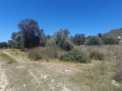 ΠΙΤΣΙΔΙΑ