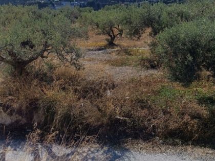 ΒΑΣΙΛΕΙΕΣ