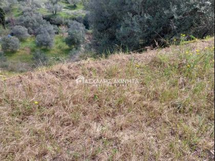 ΕΛΙΑ