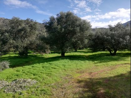 ΜΕΛΕΣΕΣ