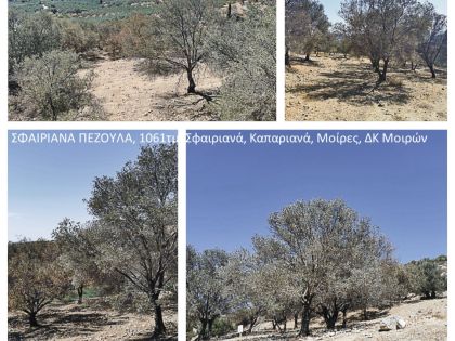 ΚΑΠΠΑΡΙΑΝΑ 