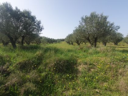 ΚΑΣΑΝΟΣ
