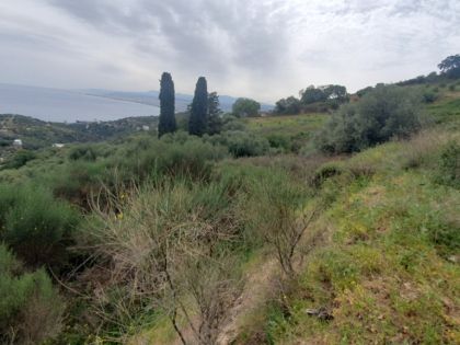 ΡΟΔΙΑ