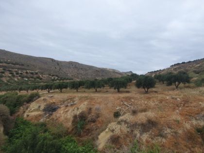 ΕΛΙΑ