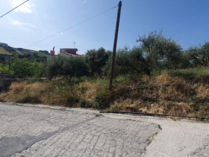 ΠΑΤΣΙΔΕΣ