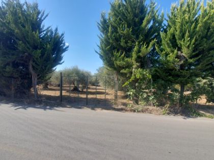 ΑΡΧΟΝΤΙΚΟ