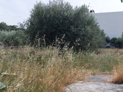 ΑΓΙΟΣ ΙΩΑΝΝΗΣ ΚΝΩΣΟΥ