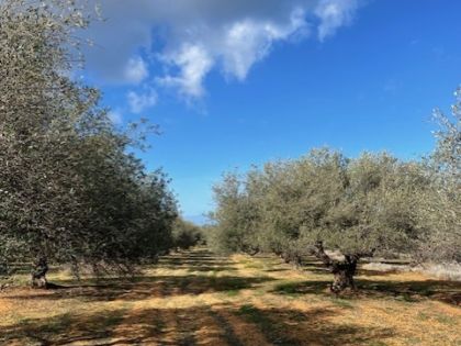 ΓΟΥΒΕΣ 