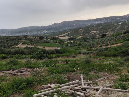 ΜΥΡΤΙΑ