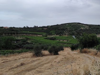 ΜΥΡΤΙΑ