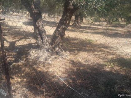 ΚΟΡΩΝΗ ΜΑΓΑΡΑ