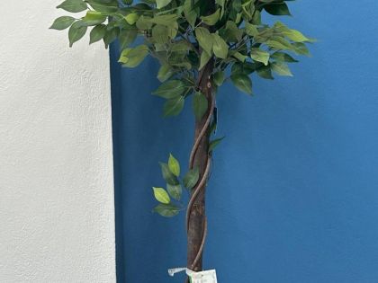 ΦΥΤΟ ΣΕ ΓΛΑΣΤΡΑ 77X77X130 (500/1761):