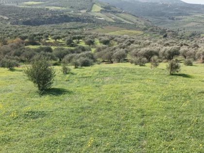 αγγελία