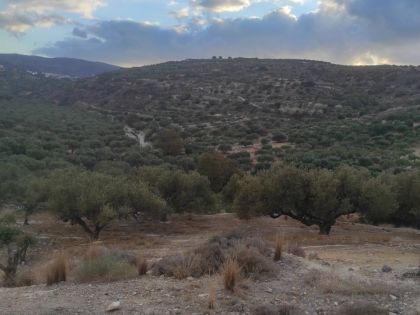 αγγελία