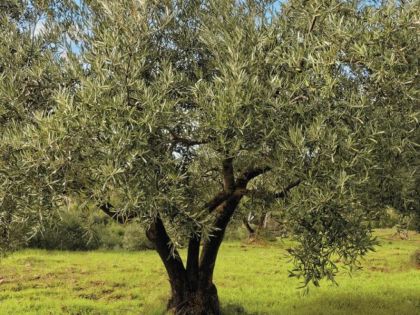 ΑΝΑΛΑΜΒΑΝΩ ΜΑΖΕΜΑ ΕΛΙΩΝ: