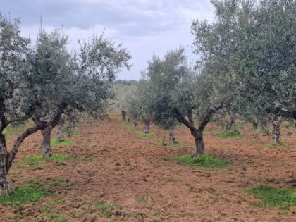 ΜΕΣΣΗΝΙΑ