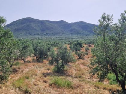 ΜΕΣΣΗΝΙΑ