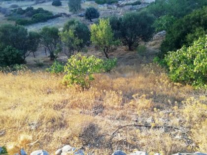 ΔΩΔΕΚΑΝΗΣΑ