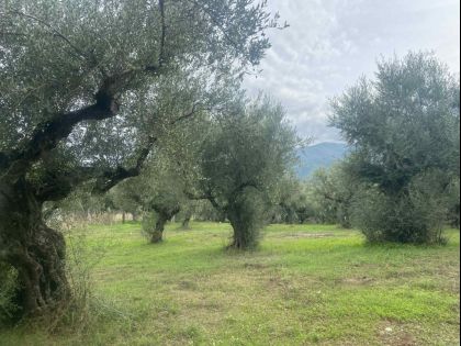 ΜΕΣΣΗΝΙΑ